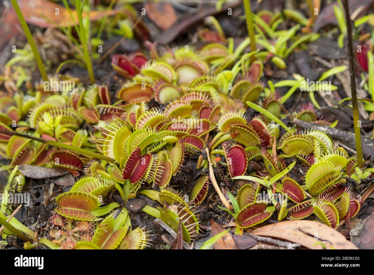 Dionaea muscipula (Venus Fly Trap) in Liberty County, Florida, USA Stock Photo