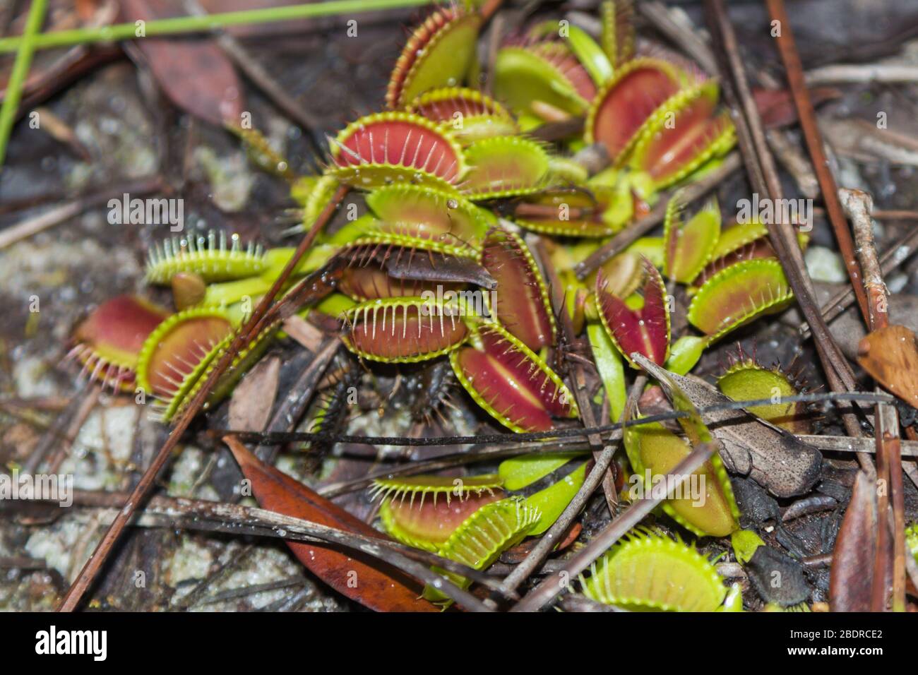 Dionaea muscipula (Venus Fly Trap) in Liberty County, Florida, USA Stock Photo