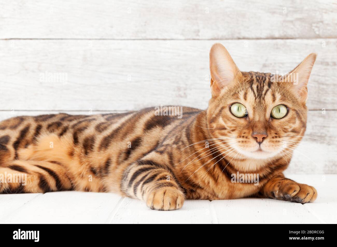 Bengal cat lying on white wooden floor in front of wall with copy space ...