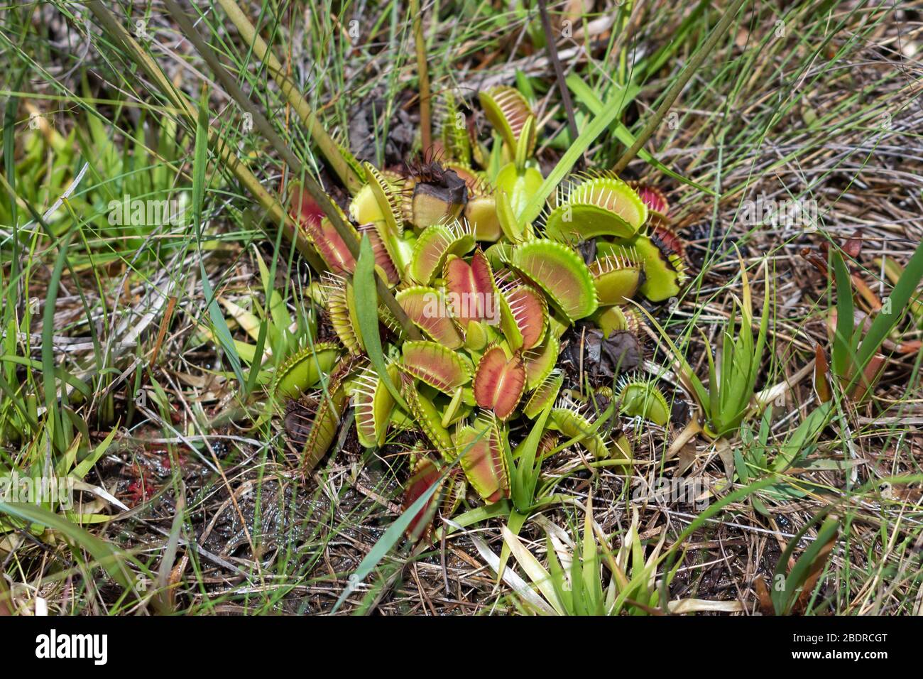 Dionaea muscipula (Venus Fly Trap) in Liberty County, Florida, USA Stock Photo