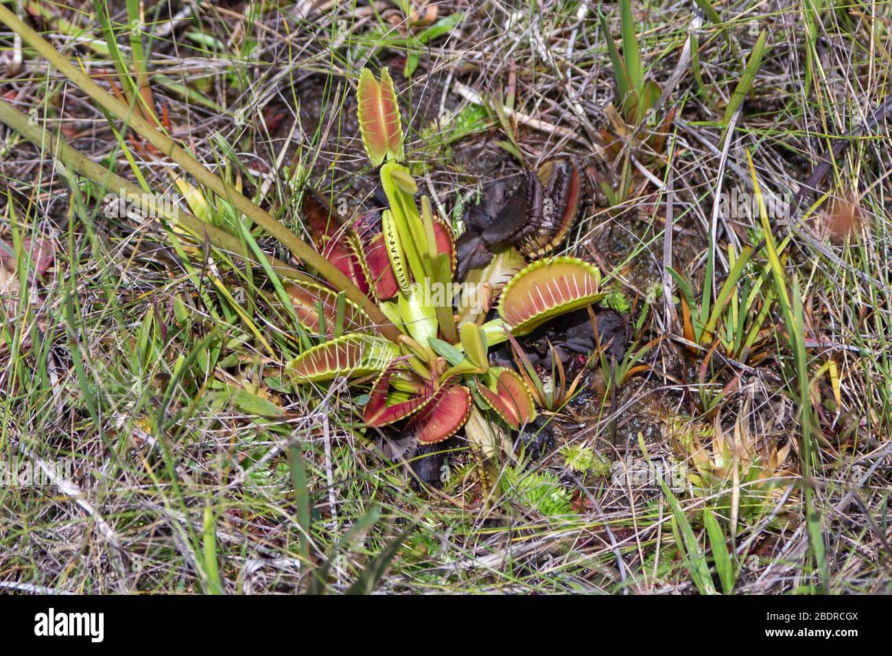 Dionaea muscipula (Venus Fly Trap) in Liberty County, Florida, USA Stock Photo