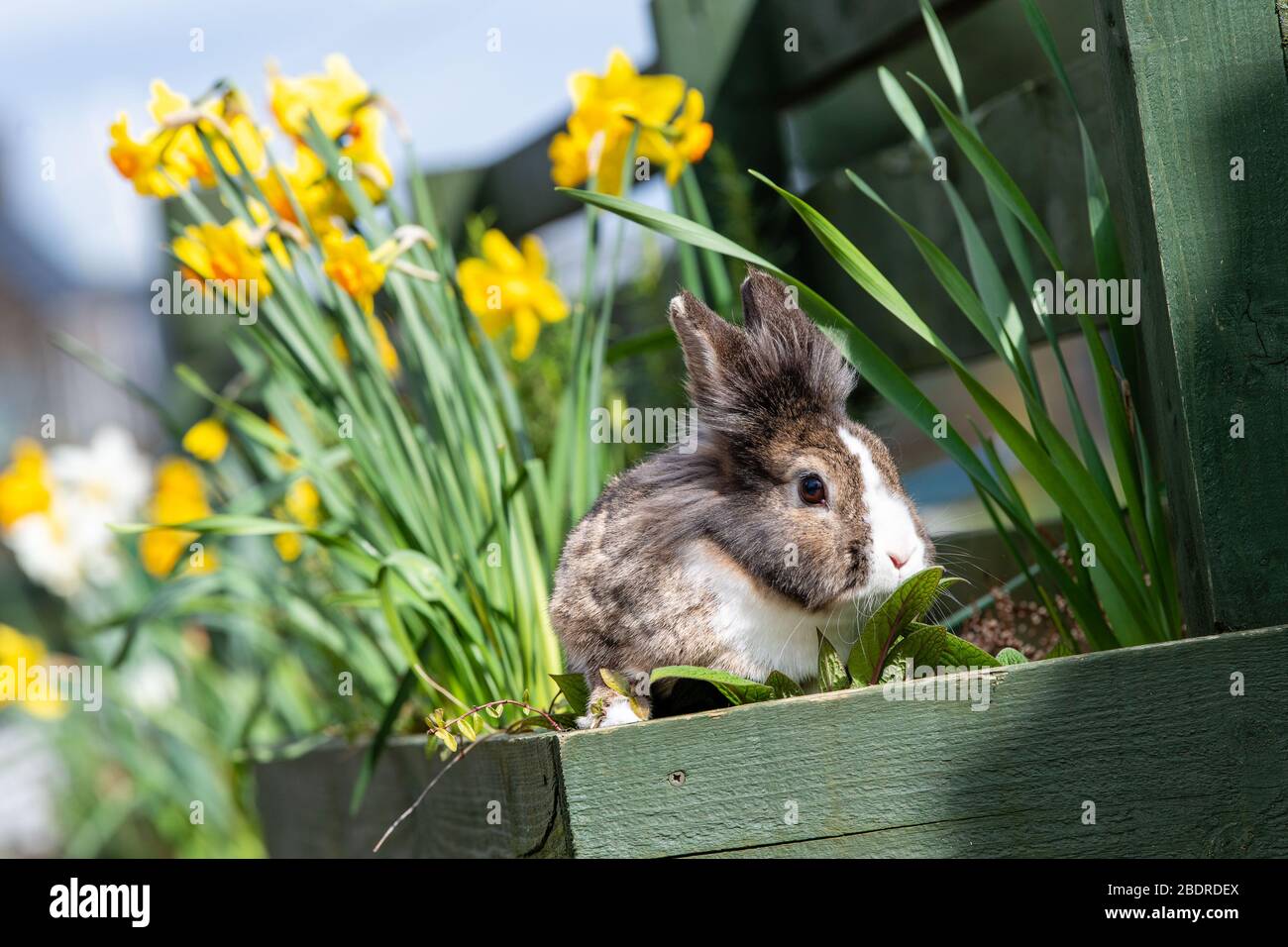 Love Gorgie Farm, Easter, Lily the Lion Head Rabbit Stock Photo - Alamy