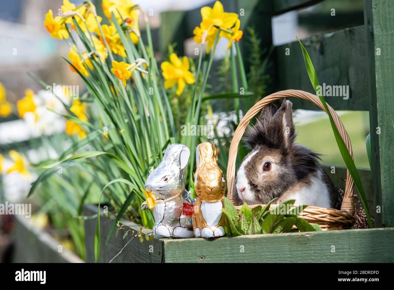 Love Gorgie Farm, Easter, Lily the Lion Head Rabbit Stock Photo - Alamy