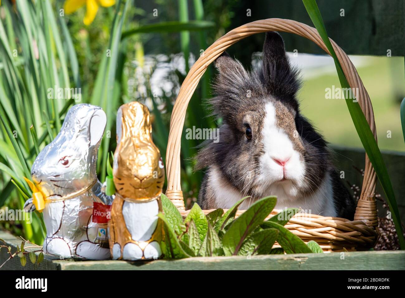 Love Gorgie Farm, Easter, Lily the Lion Head Rabbit Stock Photo - Alamy