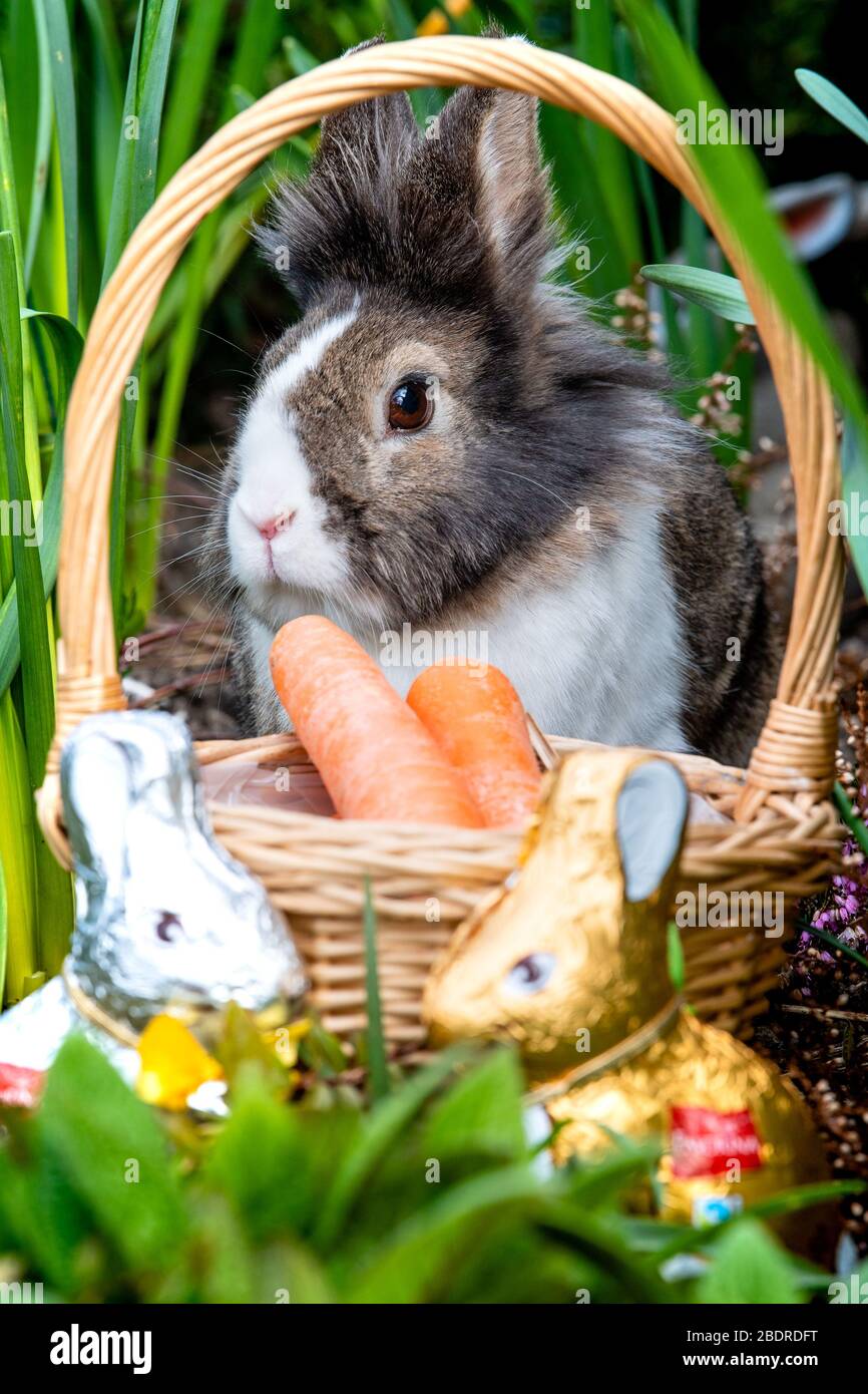 Love Gorgie Farm, Easter, Lily the Lion Head Rabbit Stock Photo - Alamy