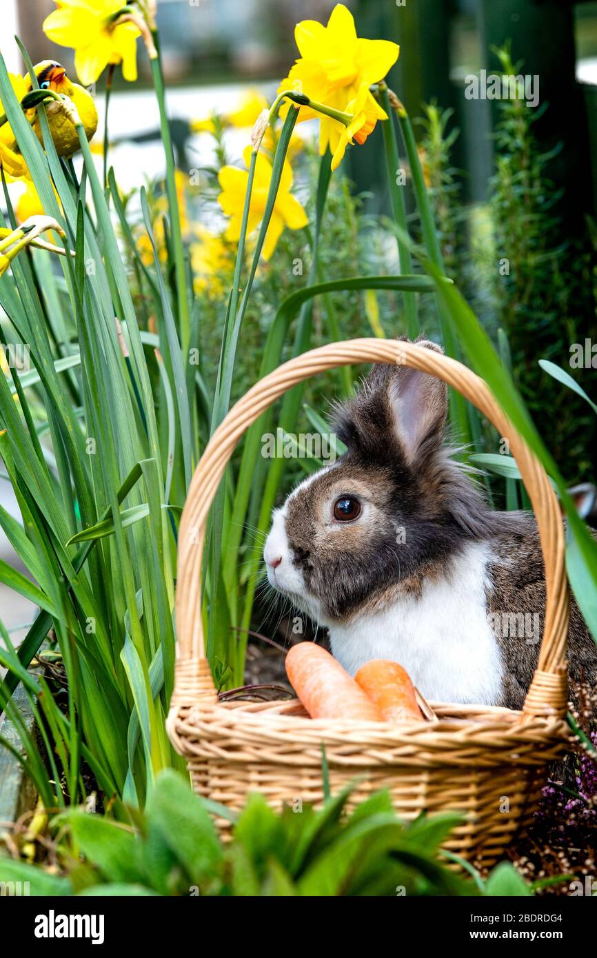 Lion head rabbit hi-res stock photography and images - Alamy