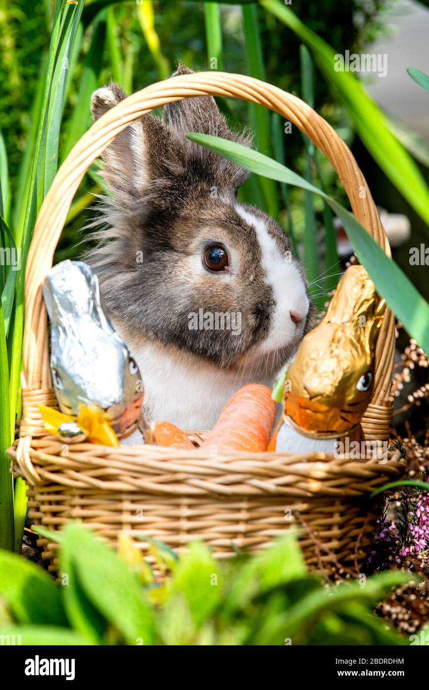 Love Gorgie Farm, Easter, Lily the Lion Head Rabbit Stock Photo - Alamy