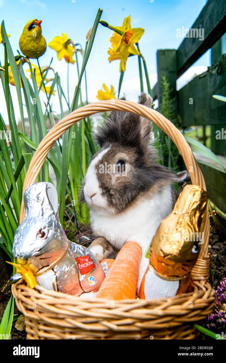 Love Gorgie Farm, Easter, Lily the Lion Head Rabbit Stock Photo - Alamy