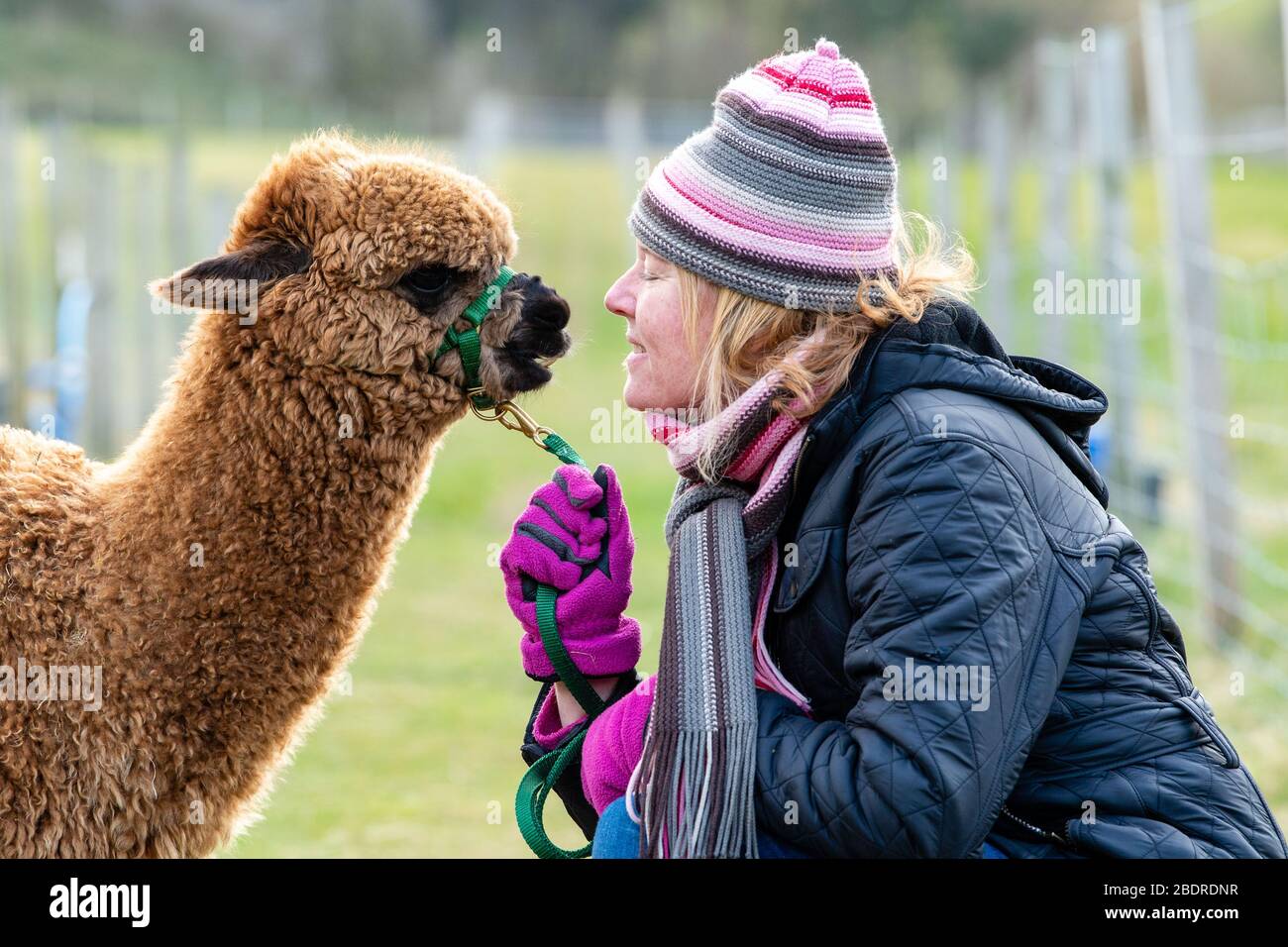 Bobcat Alpaca's, Bonaly, Owner Cath Crosby with Carmelle (8months old) Stock Photo