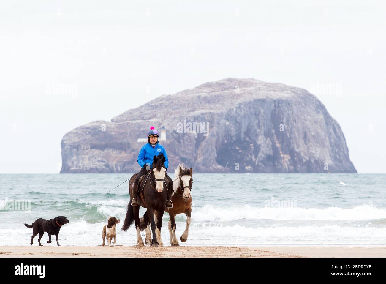 Carol Boswell of Seacliff Stables near North Berwick takes her Carriage Horses Percy and Woody for a stroll and some exercise along Seacliff Bay joine Stock Photo