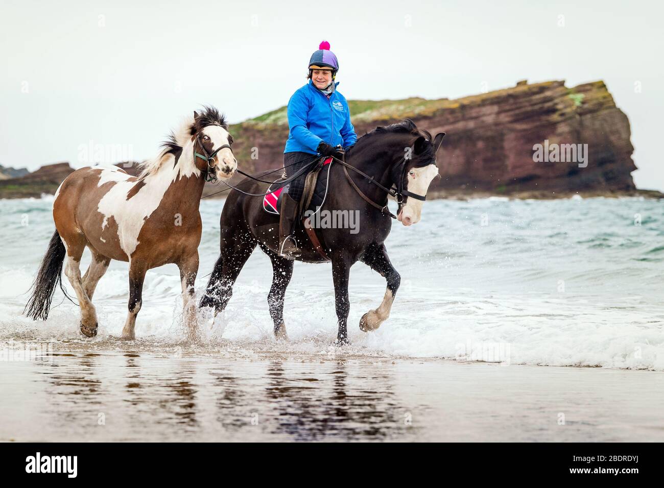 Carol Boswell of Seacliff Stables near North Berwick takes her Carriage Horses Percy and Woody for a stroll and some exercise along Seacliff Bay Stock Photo