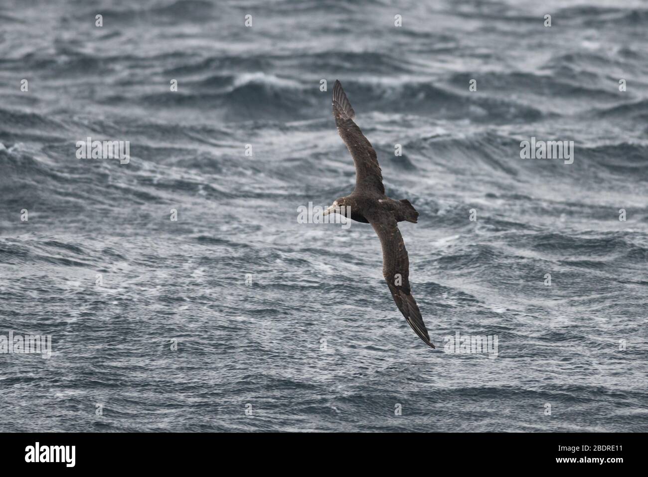 Southern Giant Petrel (Macronectes giganteus) in southern Chile Stock Photo