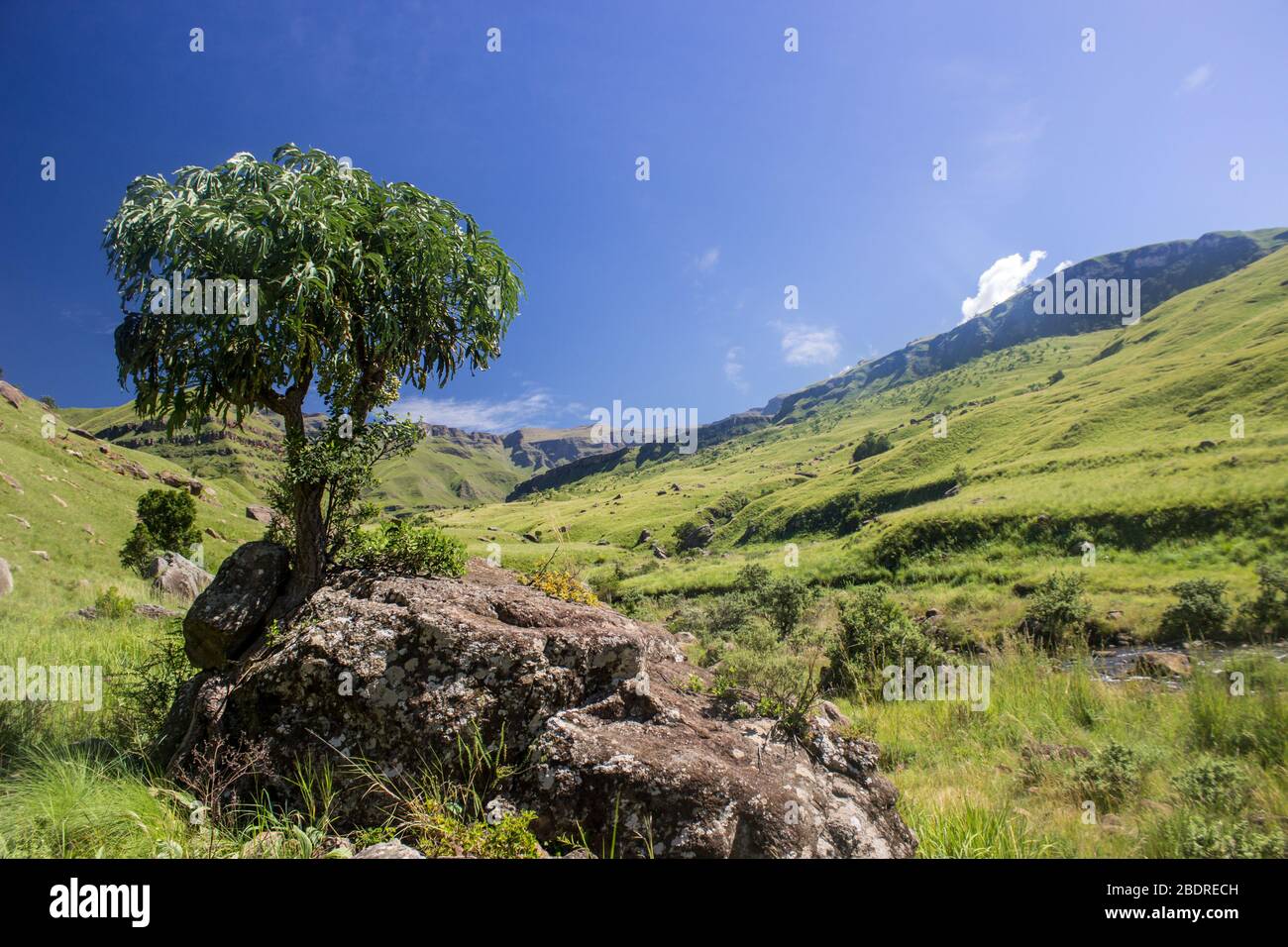 View over the Afroalpine grassland with a Mountain Cabbage Tree (Cussonia Paniculata) growing next to a Basalt Boulder in the forefront, Stock Photo