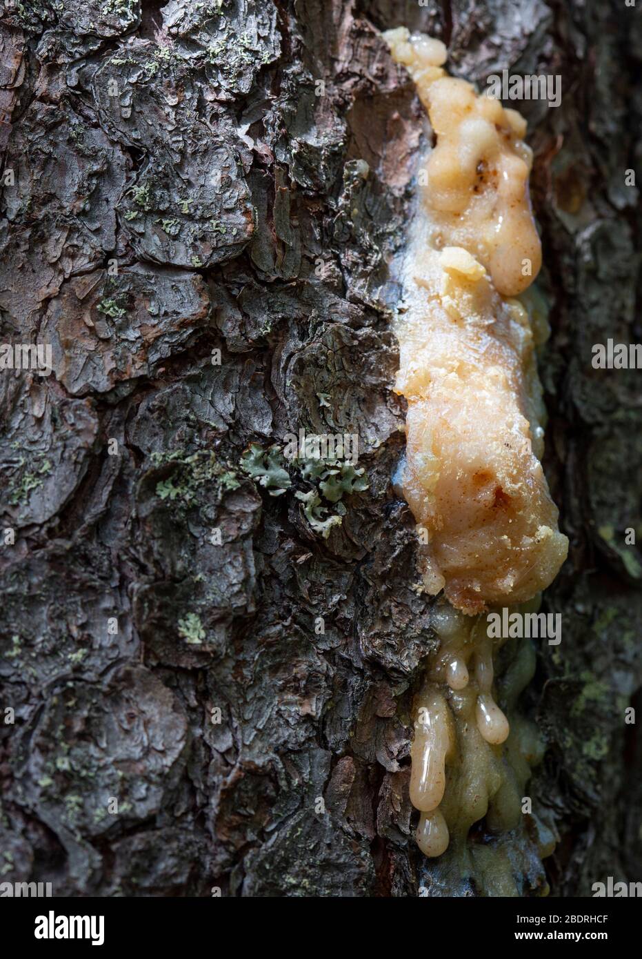 Almost solid spruce tree resin ( picea abies Stock Photo Alamy