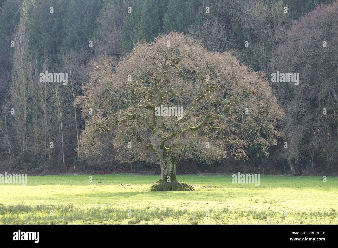 An English Oak (Quercus robur), the most common tree species in Britain, stands alone in a meadow its branches bare and leafless in Winter. Dorset, UK. Stock Photo