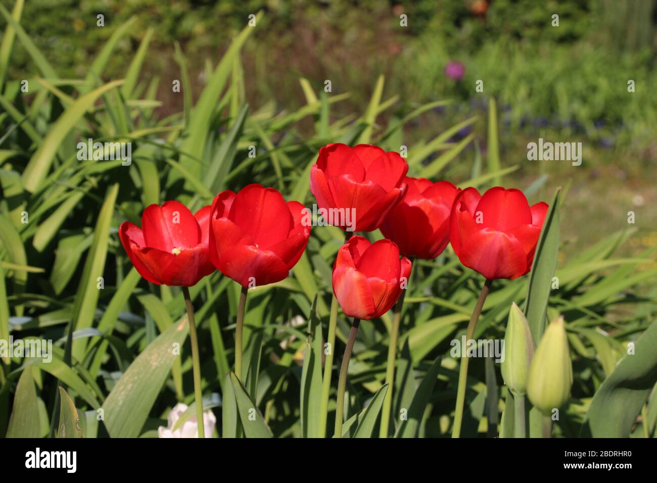 Liliaceae tulip hi-res stock photography and images - Alamy