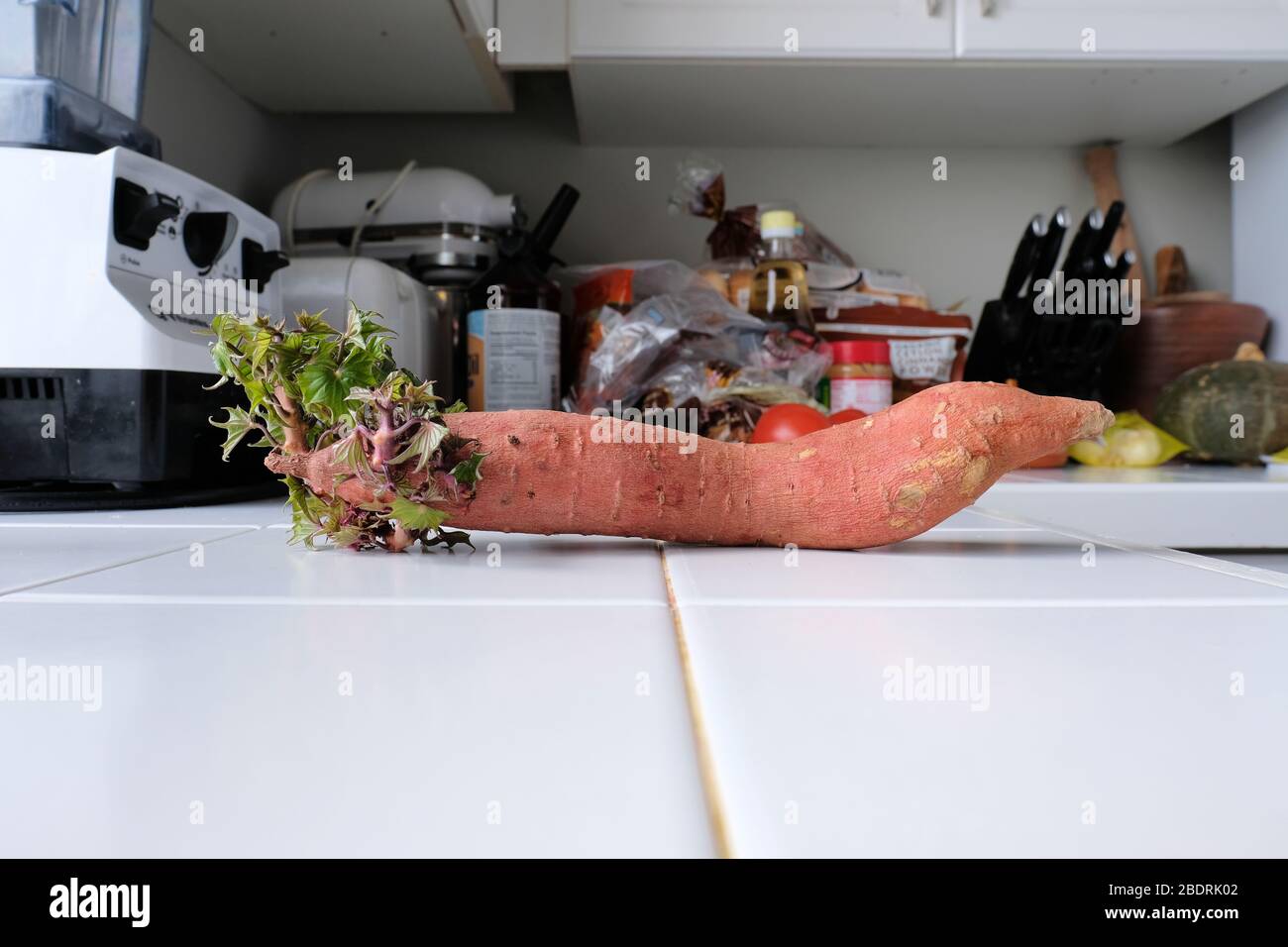 Sprouting sweet potato on a crowded white tiled kitchen counter. Stock Photo