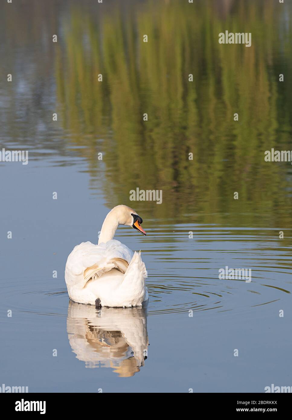 Swan swimming in pond hi-res stock photography and images - Alamy