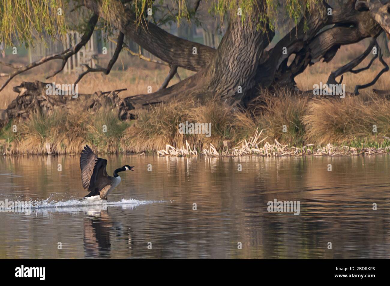 Canada geese landing on water hires stock photography and images Alamy