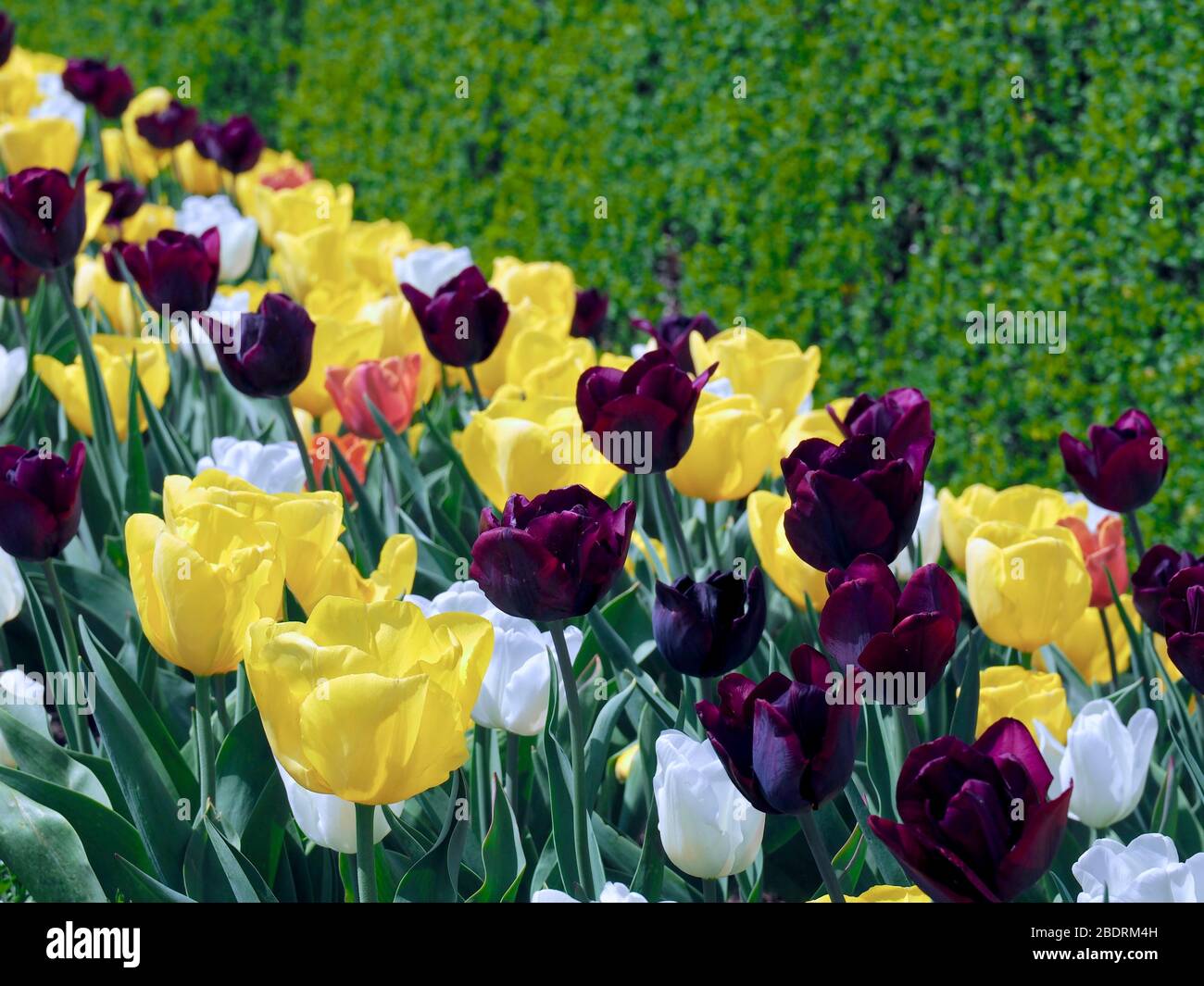 Field of beautiful blooming tulips Stock Photo - Alamy