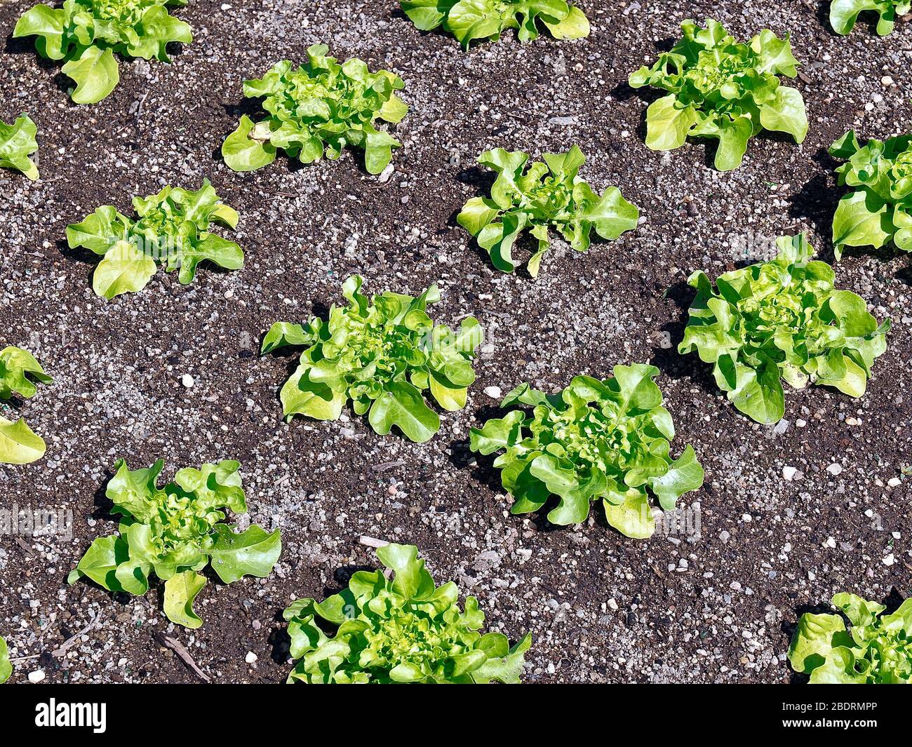 Young green salad plants growing in a field Stock Photo