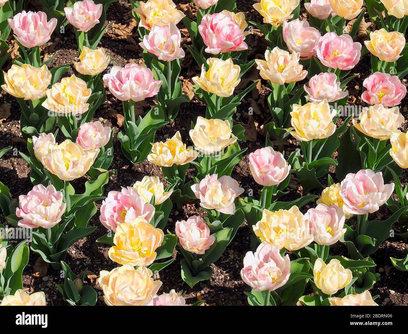 Field of beautiful blooming tulips Stock Photo - Alamy