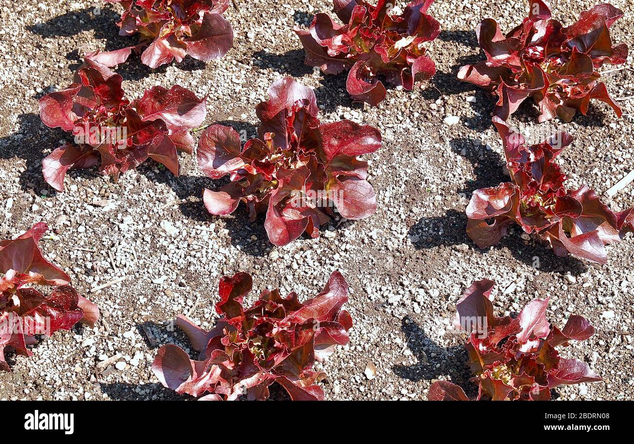 Young red salad plants growing in a field Stock Photo