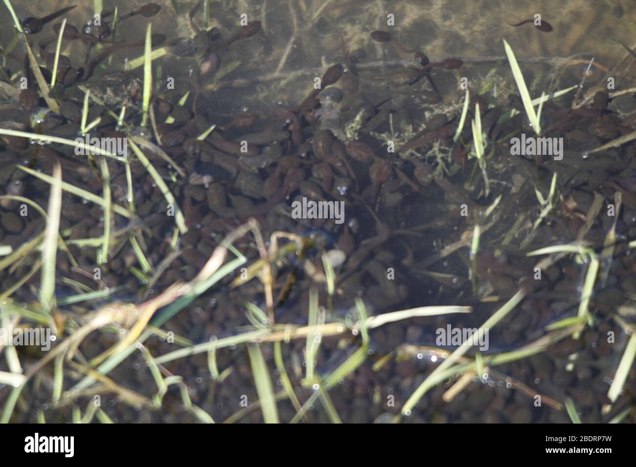 tadpoles in a pond Stock Photo Alamy