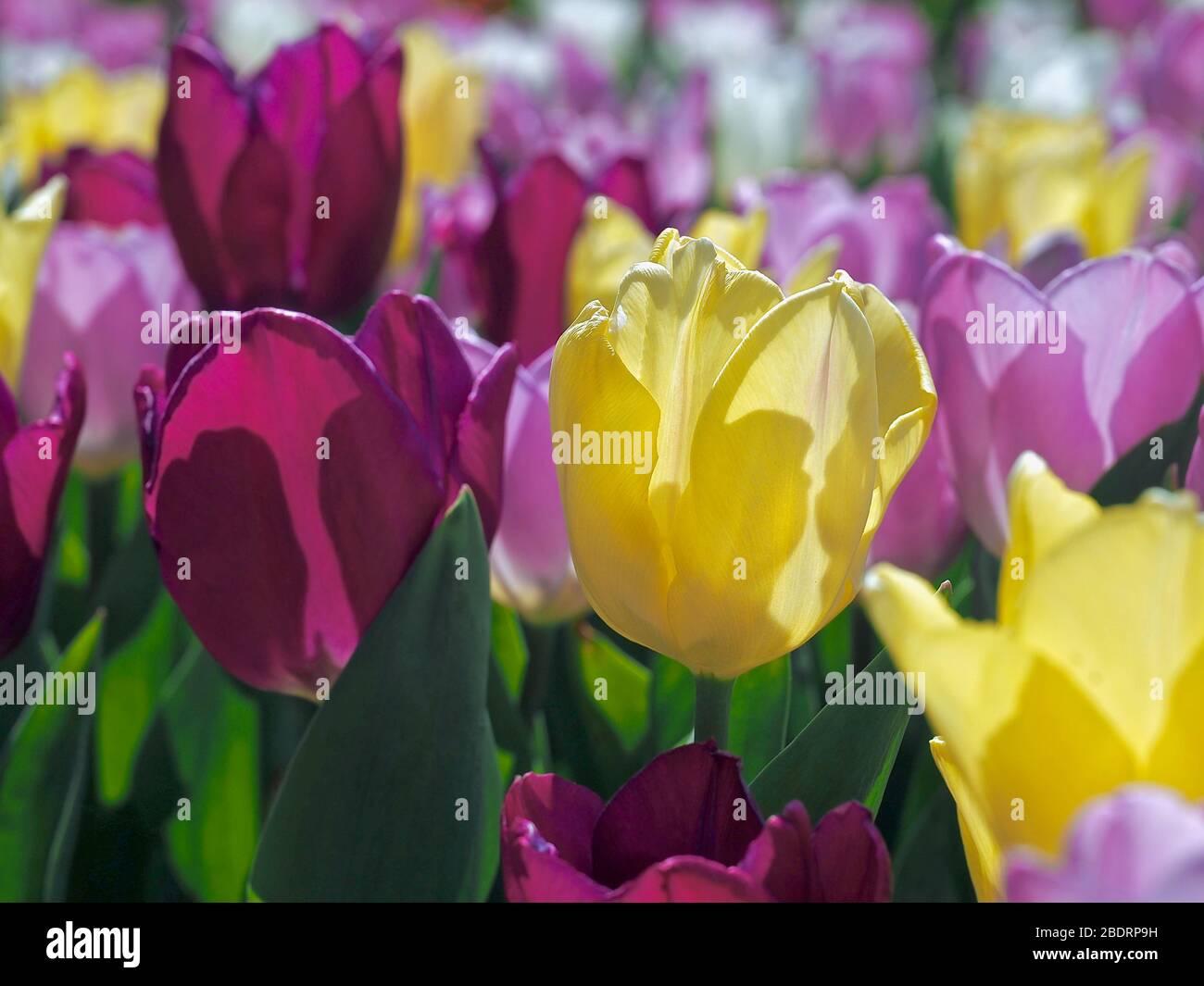 Field of beautiful blooming tulips Stock Photo - Alamy