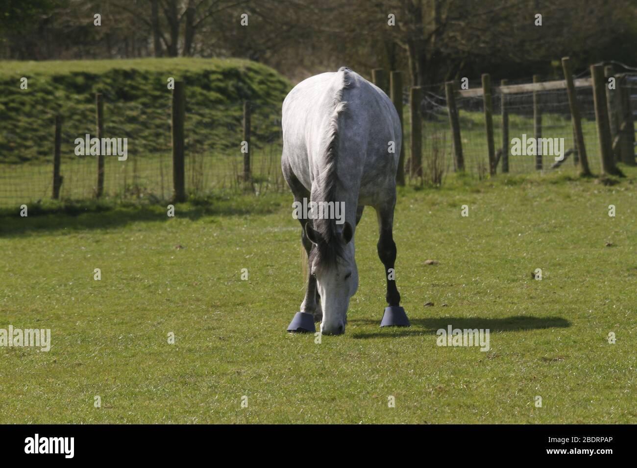 White horse, UK Stock Photo