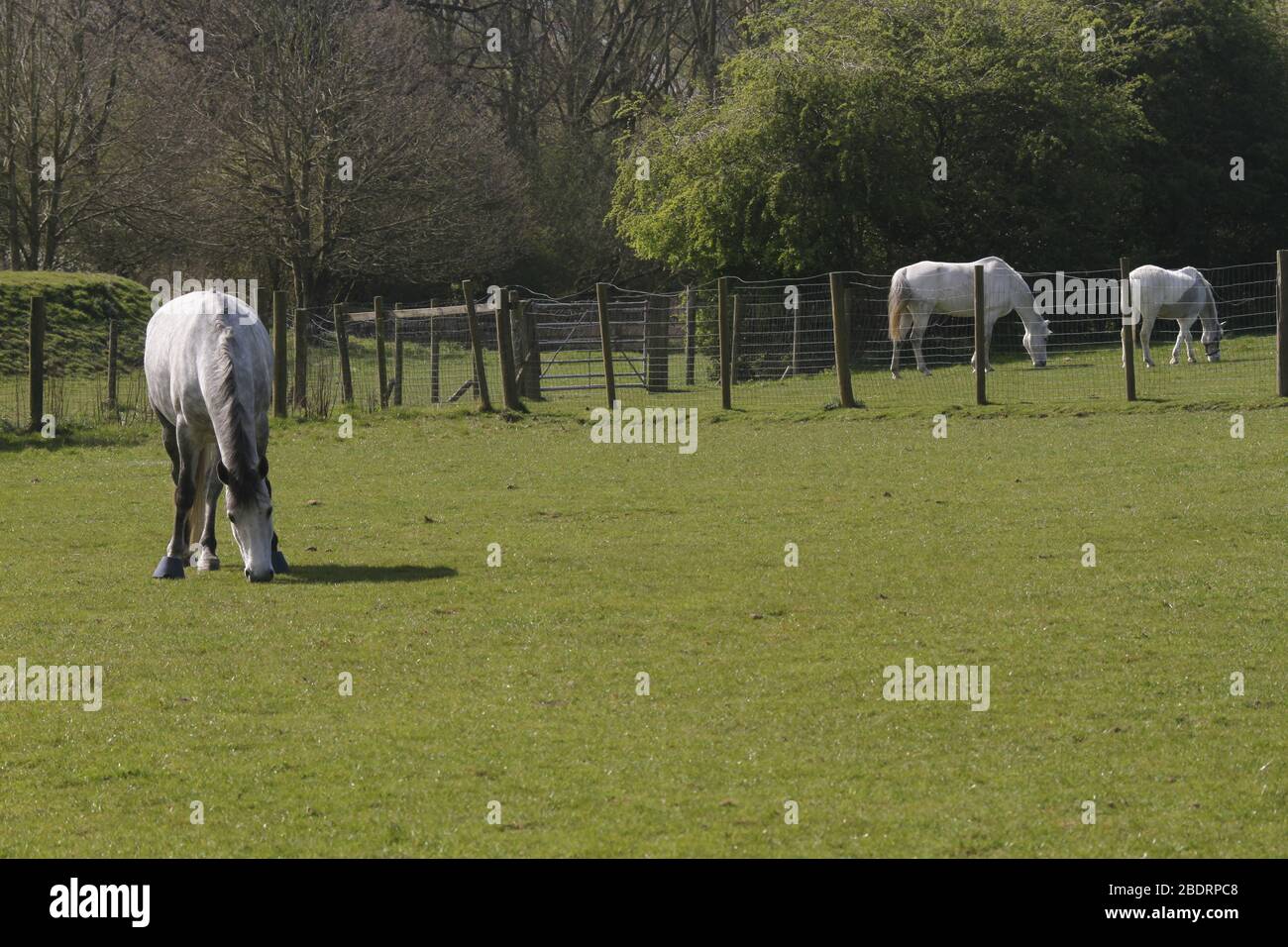 White horse, UK Stock Photo