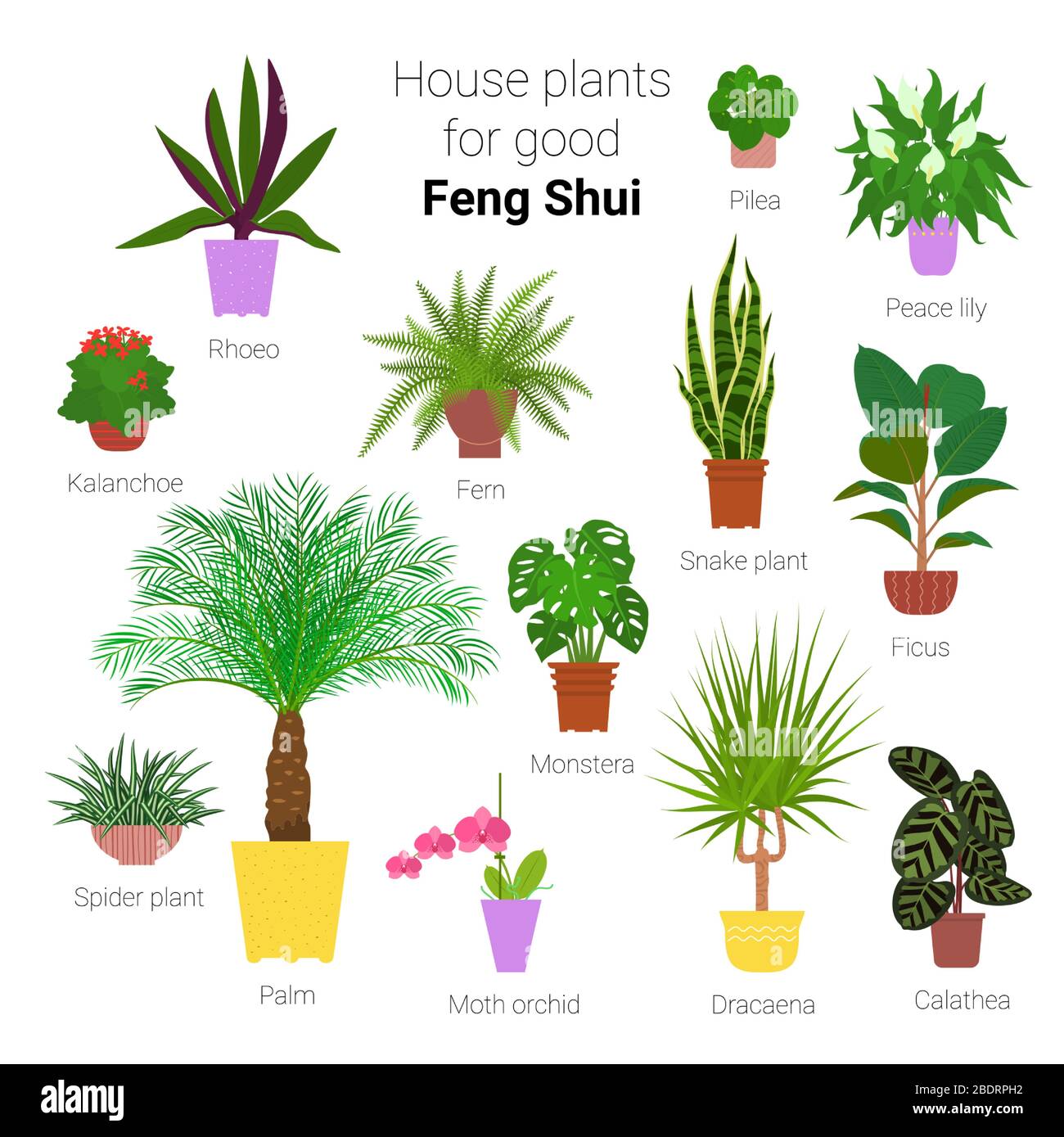 Colorful set of various potted houseplants for good feng shui. Succulents,  evergreen plants in planters. Flat style stock vector illustration Stock  Vector Image & Art - Alamy