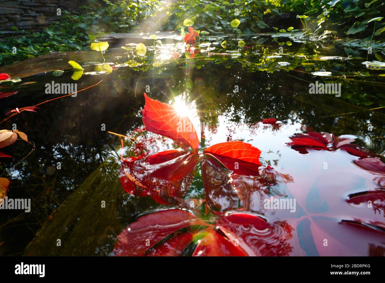 The sunshine of lotus leaf pond and ivy Stock Photo - Alamy