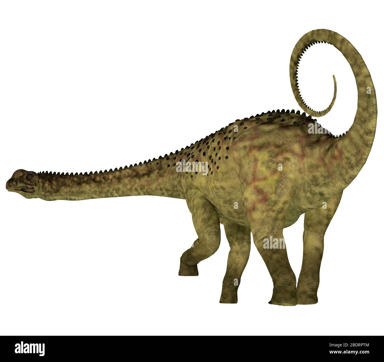Uberabatitan was a herbivorous sauropod dinosaur that lived in Brazil during the Cretaceous Period. Stock Photo