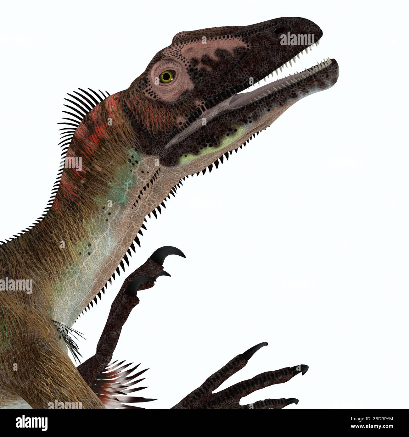 Utahraptor was a carnivorous theropod dinosaur that lived in Utah, United States during the Cretaceous Period. Stock Photo