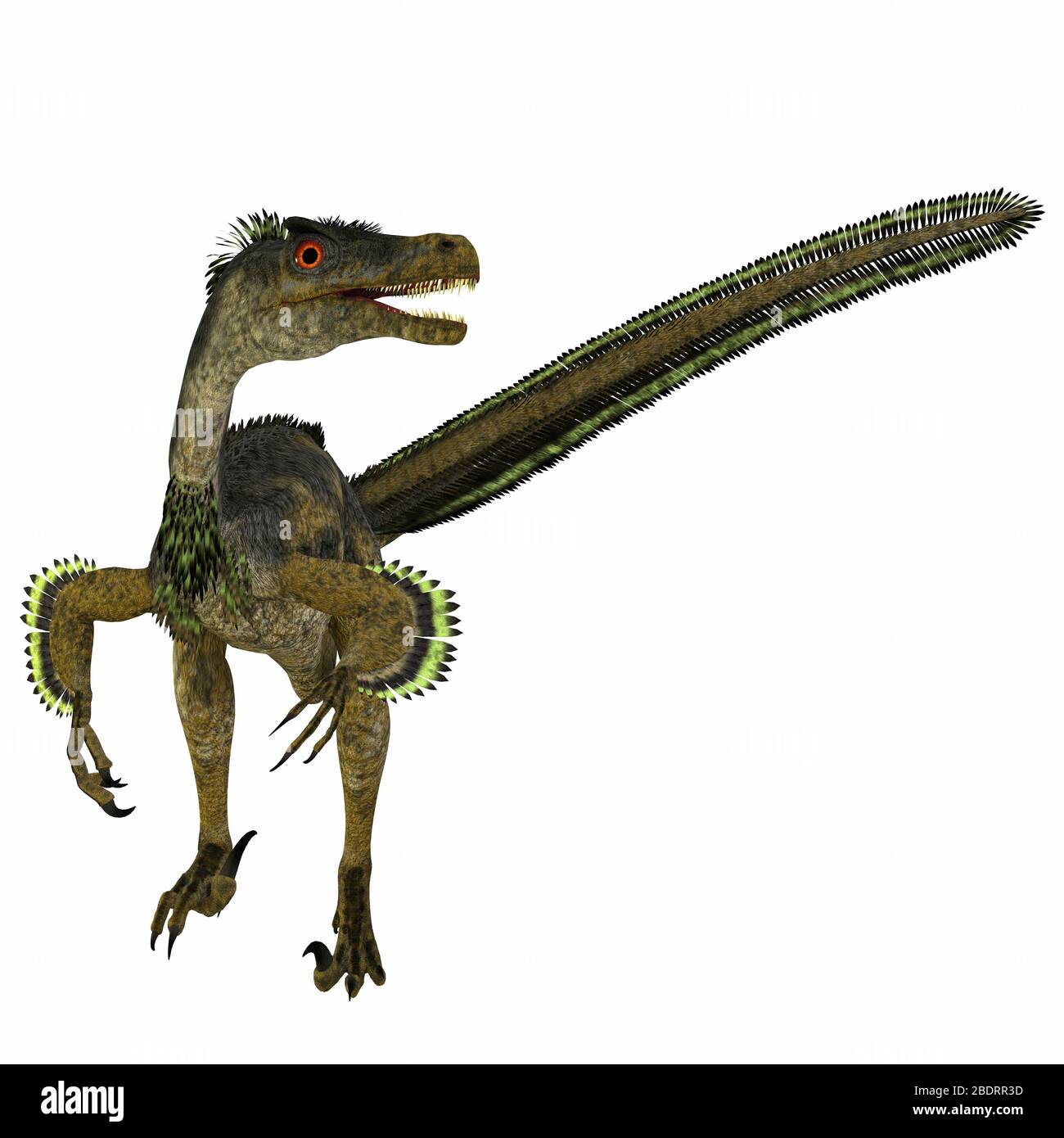 Velociraptor was a carnivorous theropod dinosaur that lived in Mongolia, China during the Cretaceous Period. Stock Photo