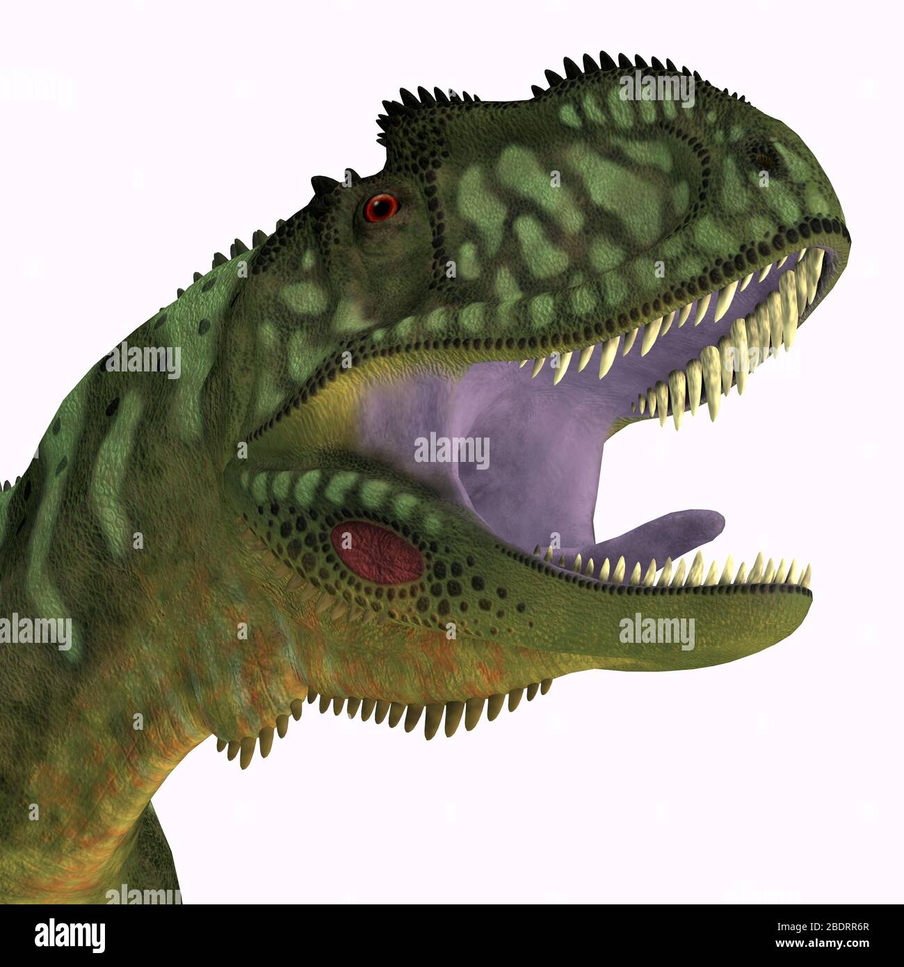 Yangchuanosaurus was a carnivorous theropod dinosaur that lived in China during the Jurassic Period. Stock Photo