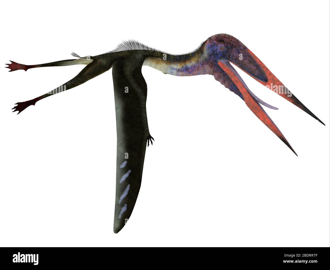 Zhejiangopterus was a carnivorous Pterosaur reptile that lived in China during the Cretaceous Period. Stock Photo