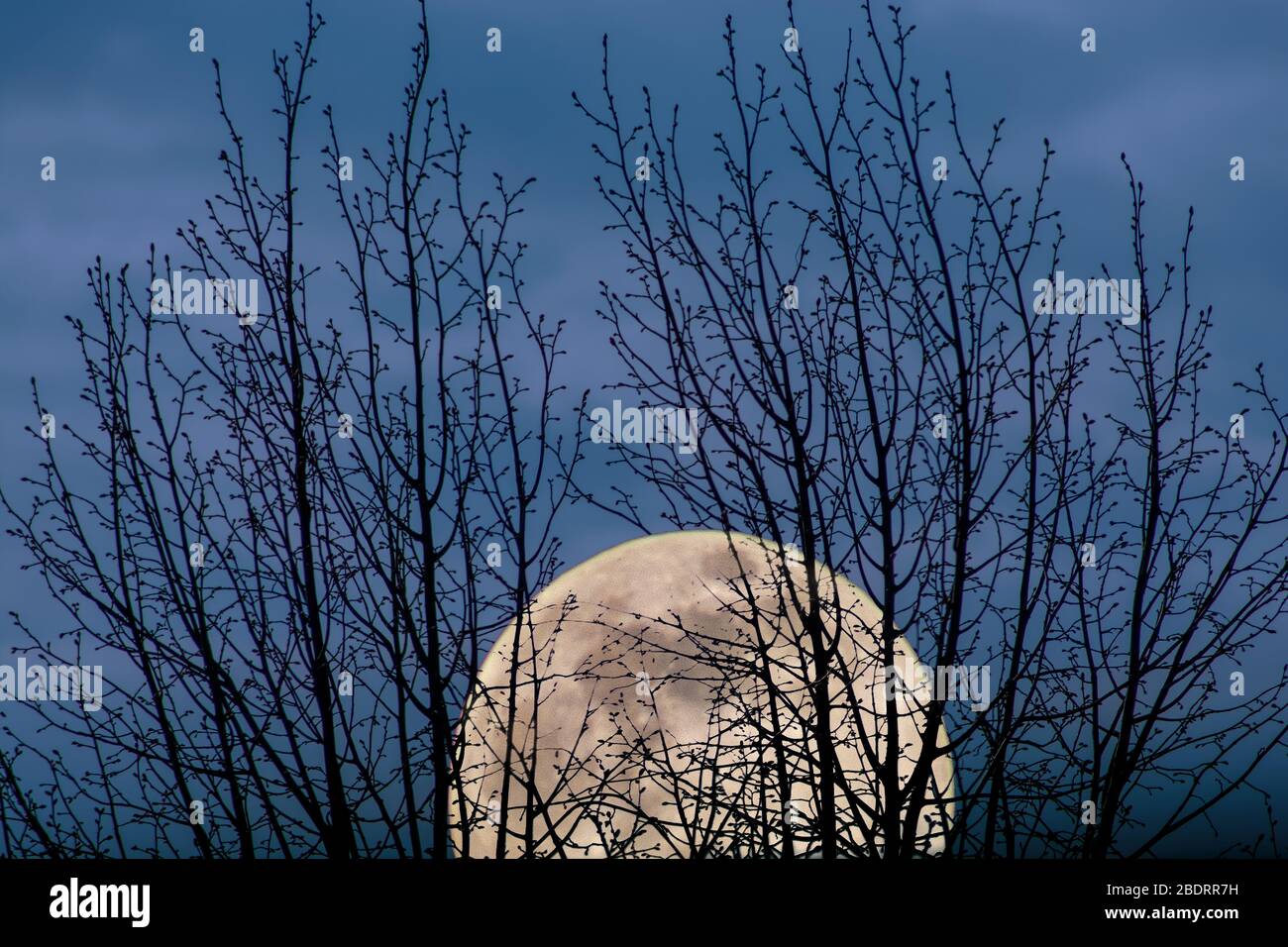 Concept nature : Moon mood Stock Photo
