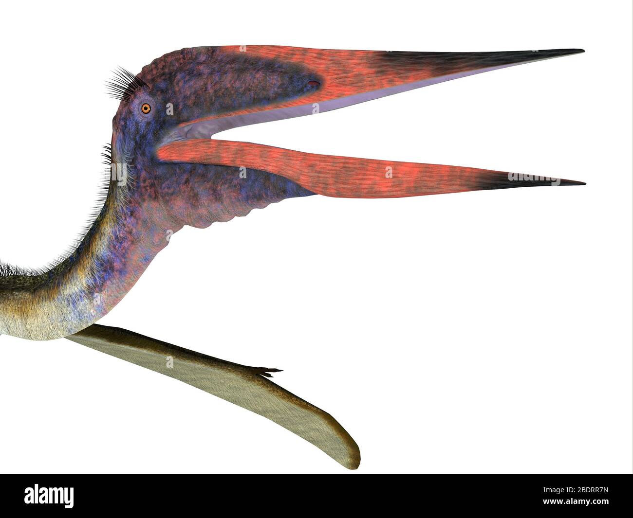 Zhejiangopterus was a carnivorous Pterosaur reptile that lived in China during the Cretaceous Period. Stock Photo