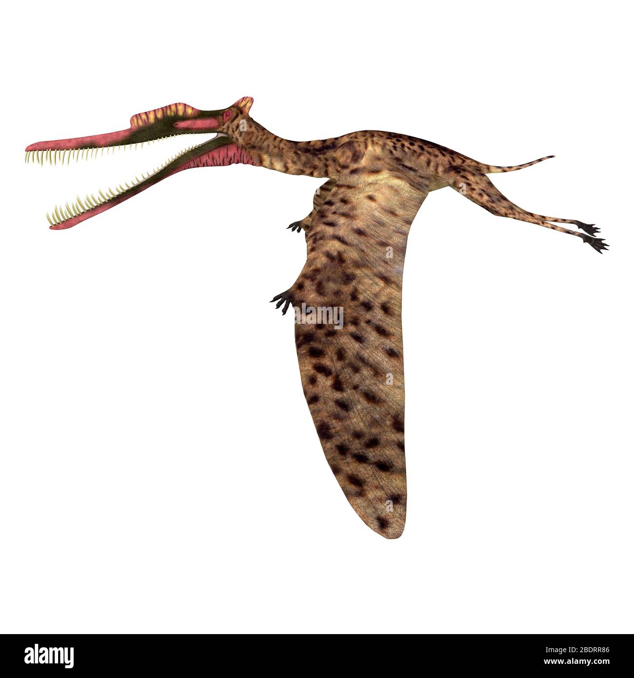 Soaring Ordosipterus #earlycretaceous #mesozoic #pterosauria # pterodactyloidea #dsungaripteridae #ordosipterus #china by: @pnsozcyy