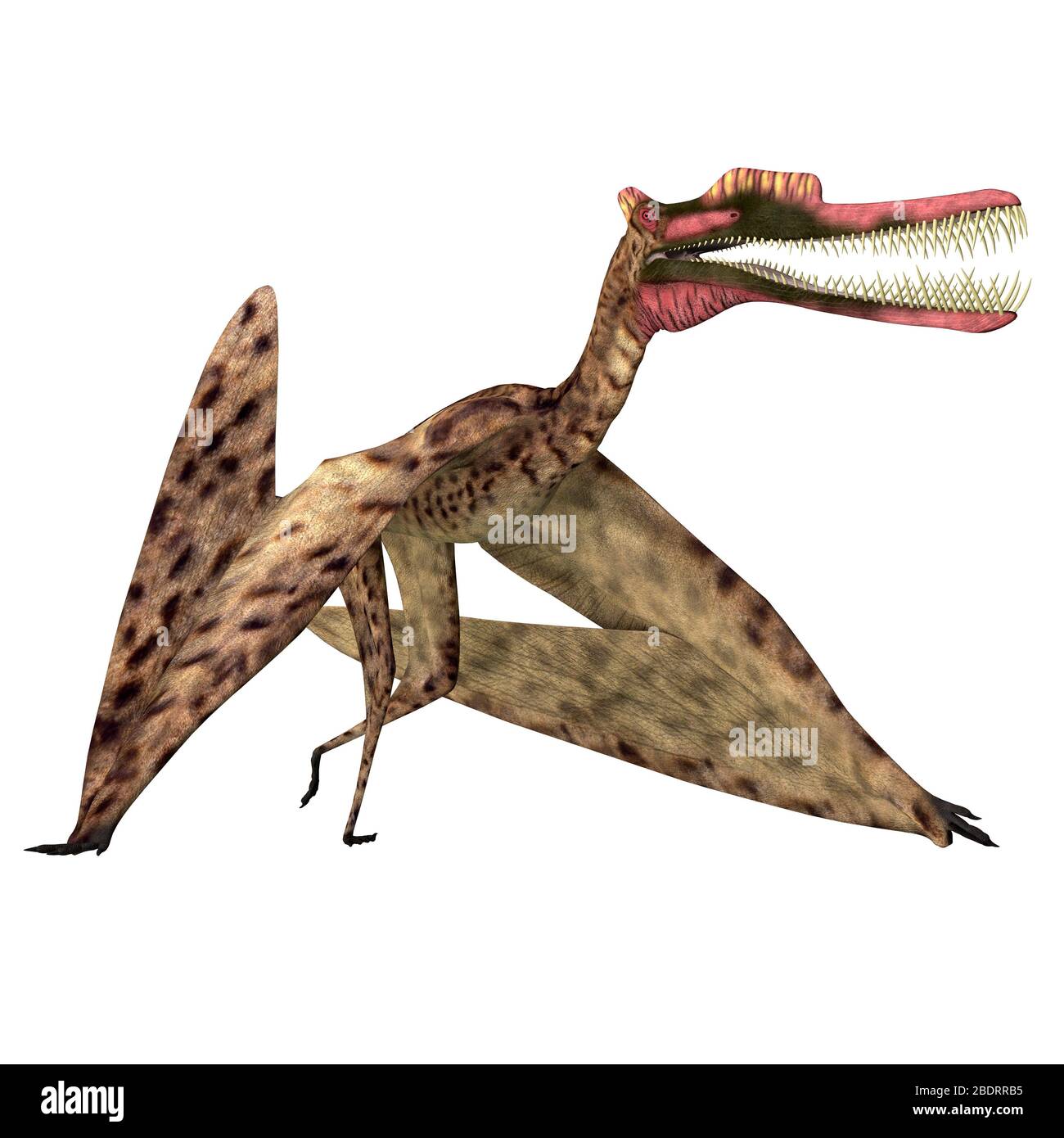 Zhenyuanopterus was a carnivorous Pterosaur reptile that lived in China during the Cretaceous Period. Stock Photo