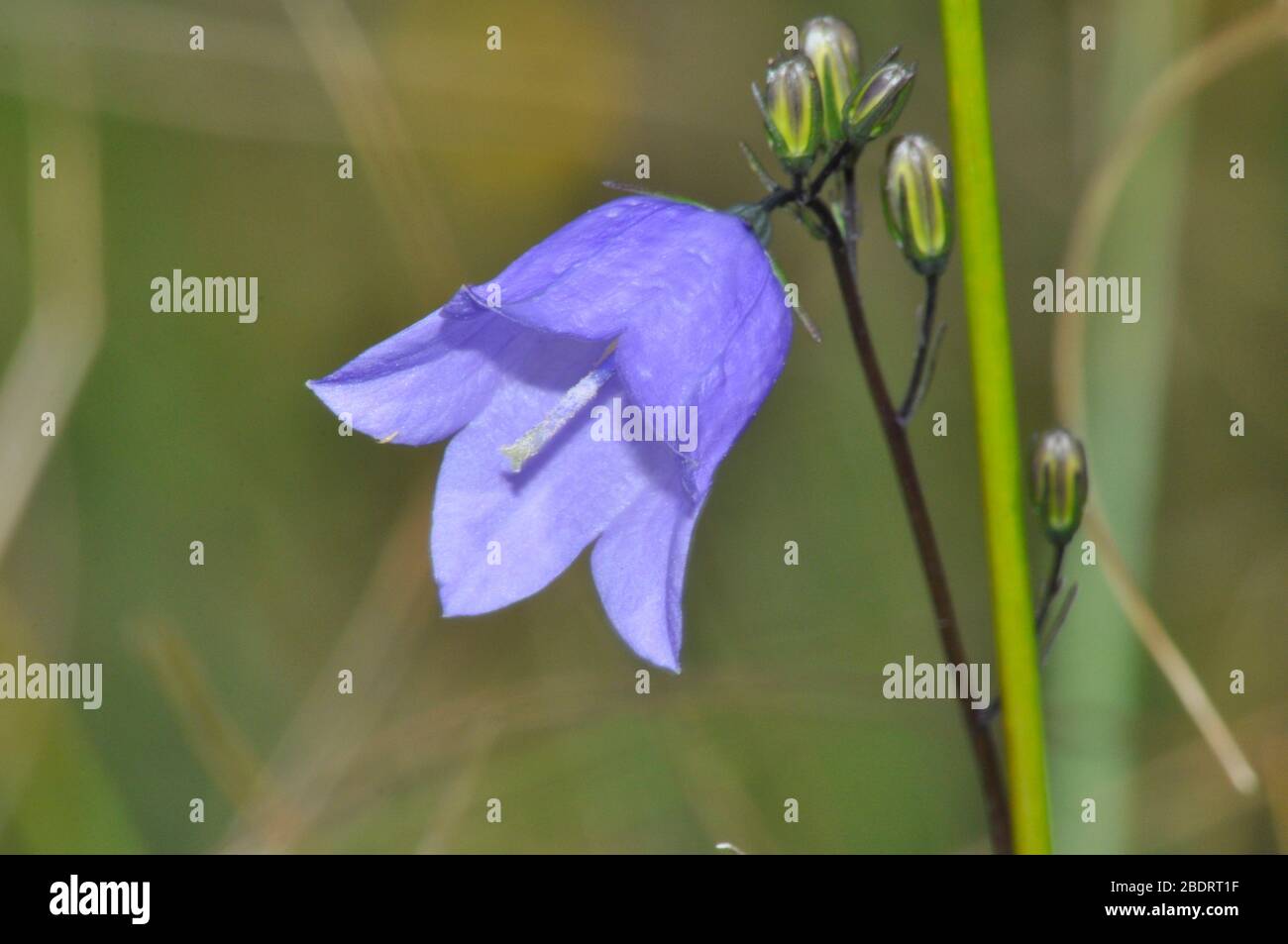 Close up of a Harebell 'Campanula rotundifolia' also know as Scottish Bluebell.common in grass downland, Wiltshire.UK Stock Photo