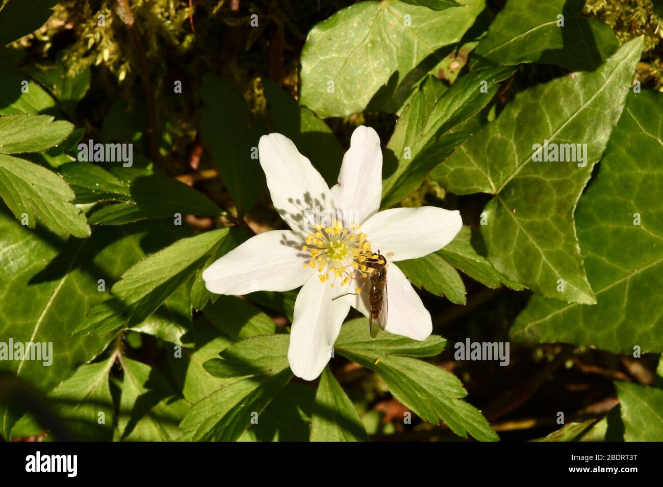 Wood Anemone 'Anemone nemorosa' on the ivy covered floor of a wood in Somerset being visited by a Hover fly 'Episyrphus balteatus' in spring. Frome, S Stock Photo