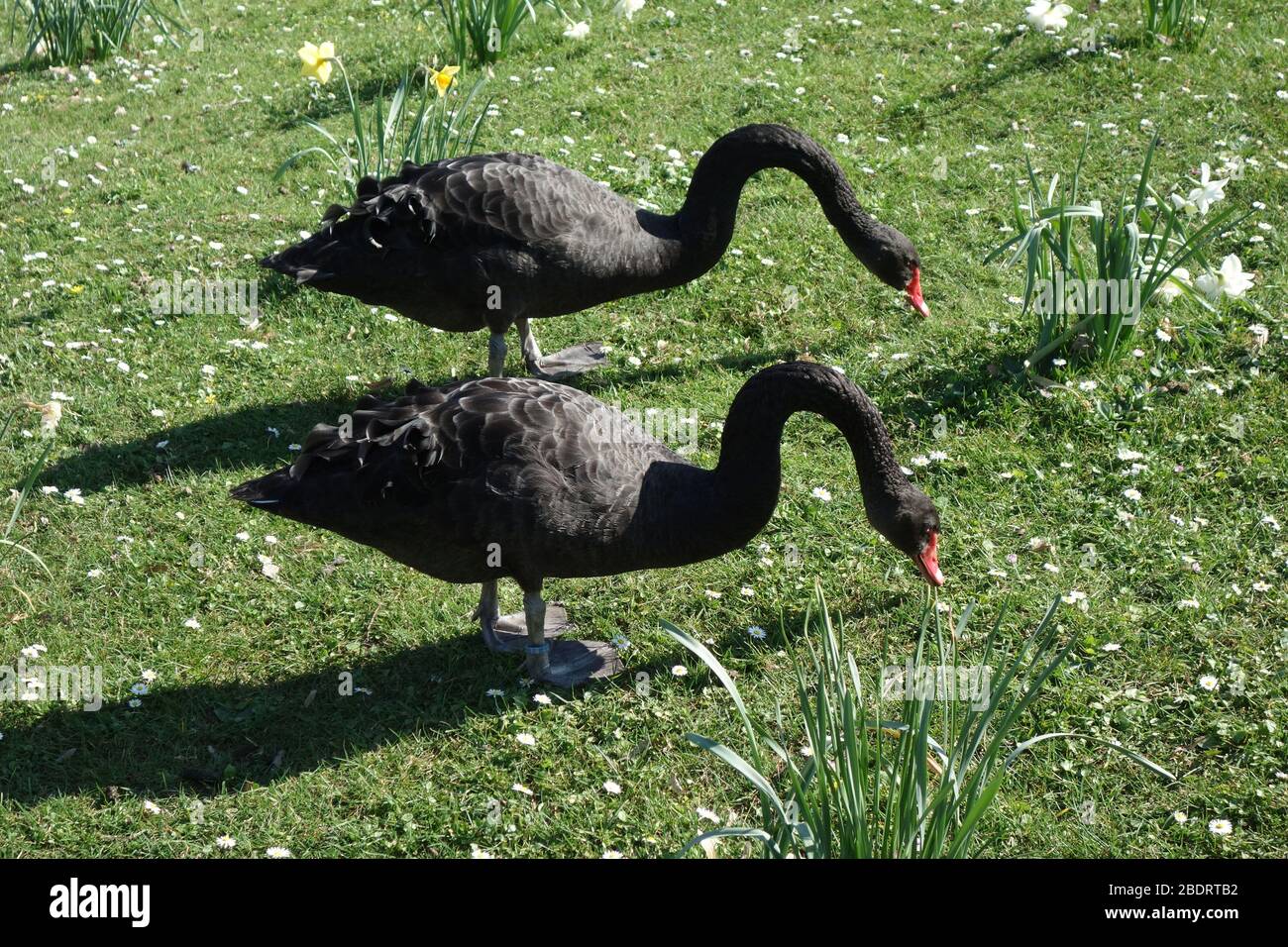 Gahlen, Deutschland. 09th Apr, 2020. Black Swan on the Meadow, the Black Latin Swan, Latin Cygnus Atratus, in the trading, the Black Swan is after the definition by Nassim