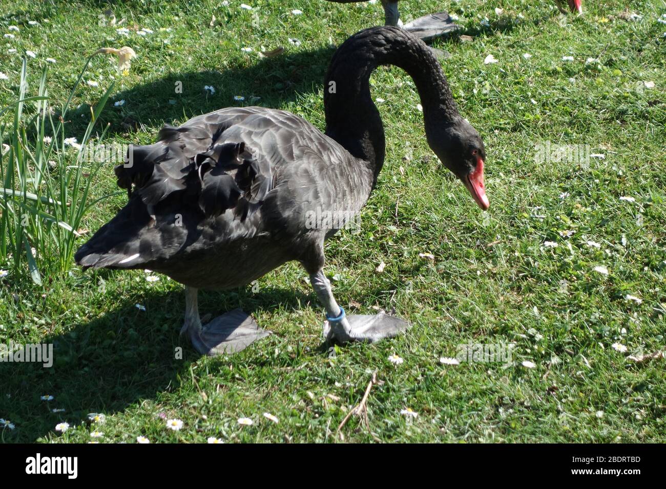 Gahlen, Deutschland. 09th Apr, 2020. Black Swan Meadow, the Black Swan, Latin Swan, Latin Cygnus Atratus, in the exchange trading, the Swan is used after the definition by Nassim