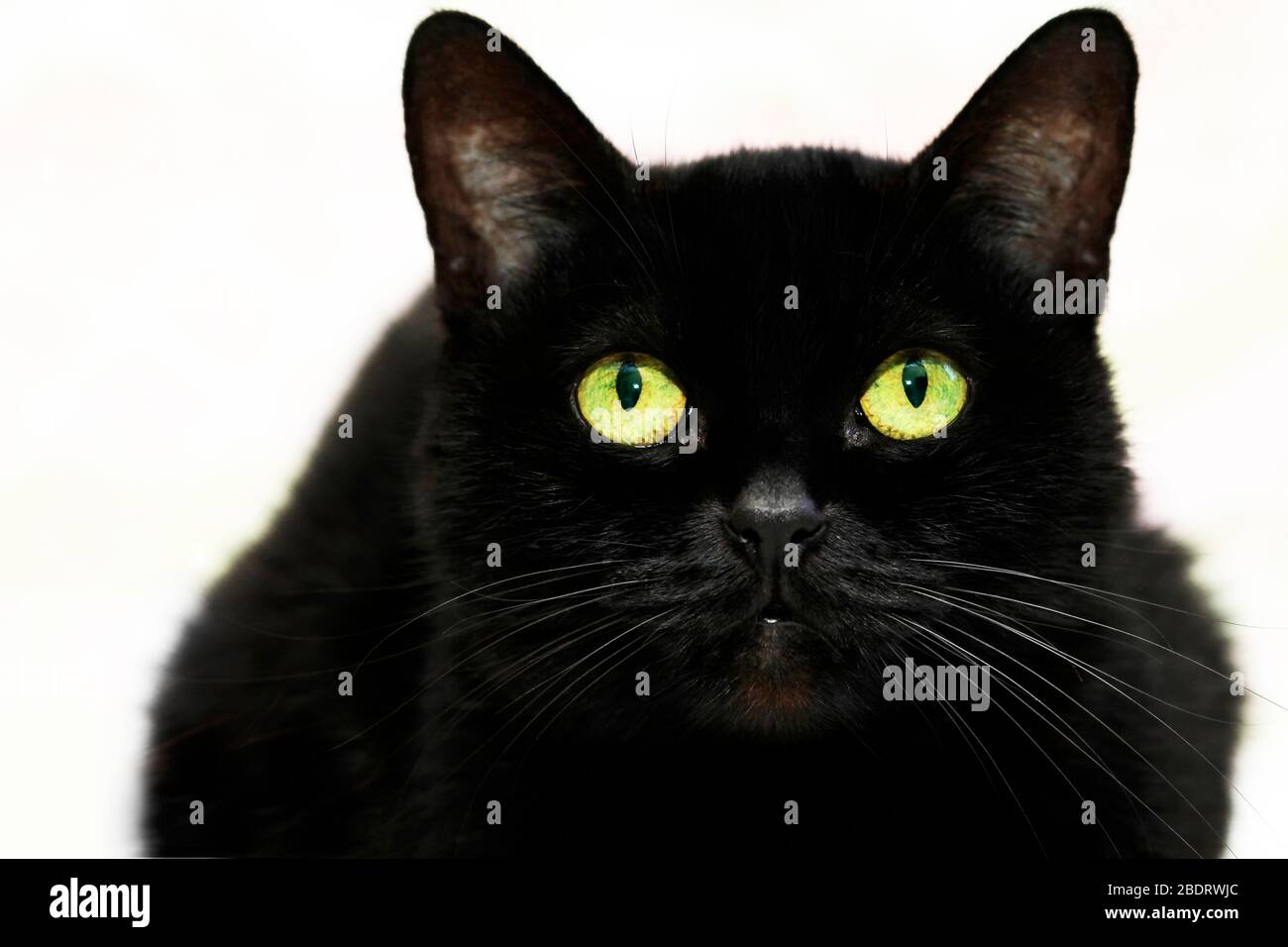 Beautiful black cat on white background . Stock Photo