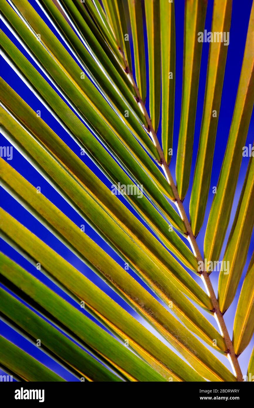 Green palm leaf. Natural background Stock Photo