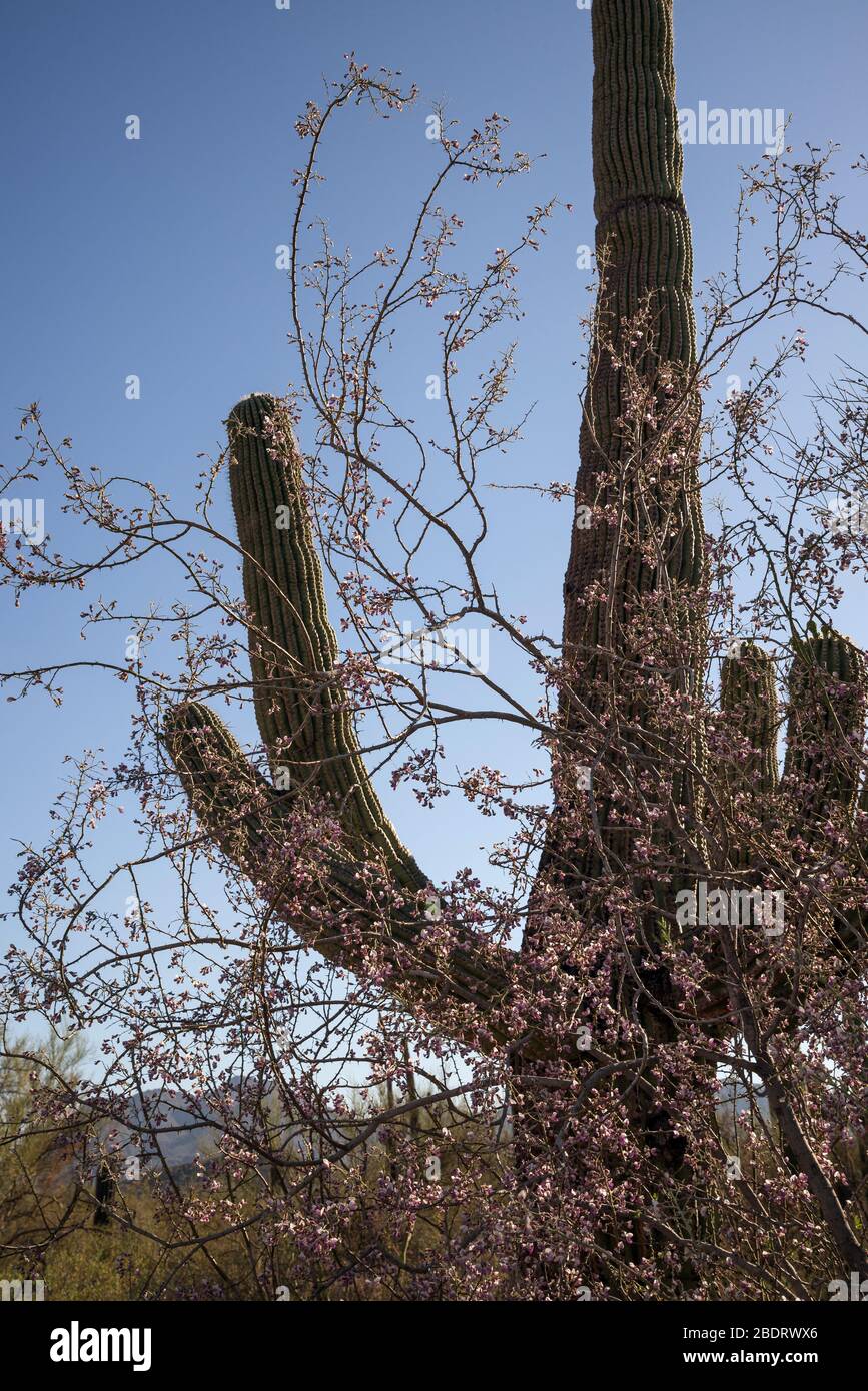 Ironwood tree flower hires stock photography and images Alamy