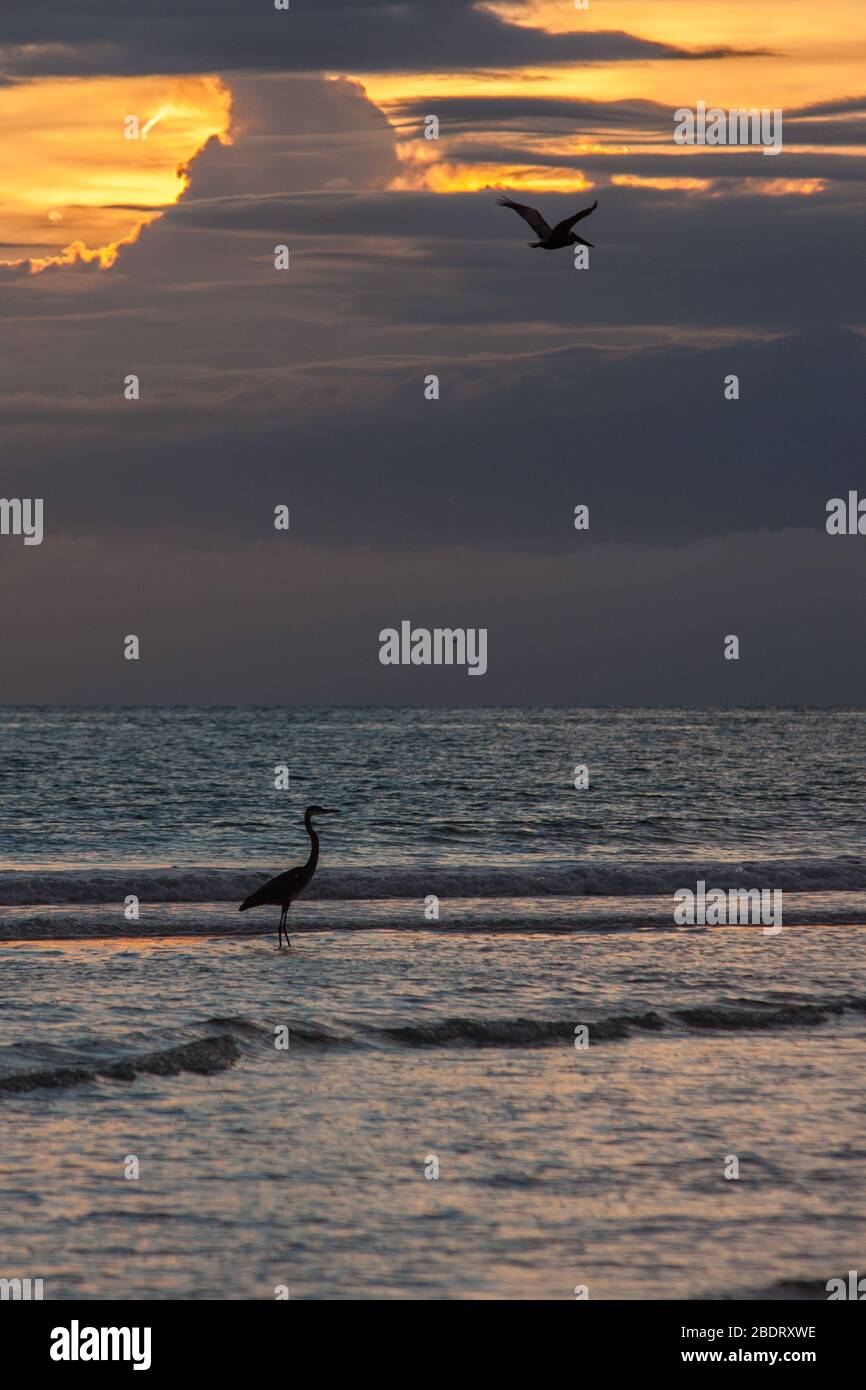 Great Blue Heron and Pelican silhouetted against the waves and sky. Stock Photo